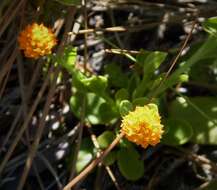 Sivun Polygala lutea L. kuva