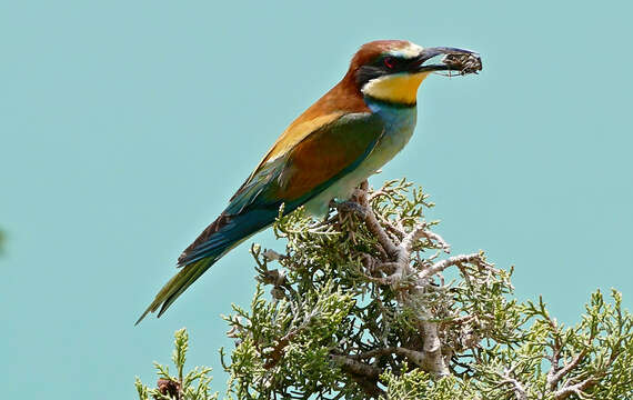 Image of bee-eater, european bee-eater