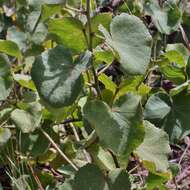 Image of Pavonia grandiflora A. St.-Hil.