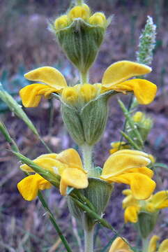 Image of Phlomis lychnitis L.