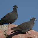 Image of White-collared Pigeon