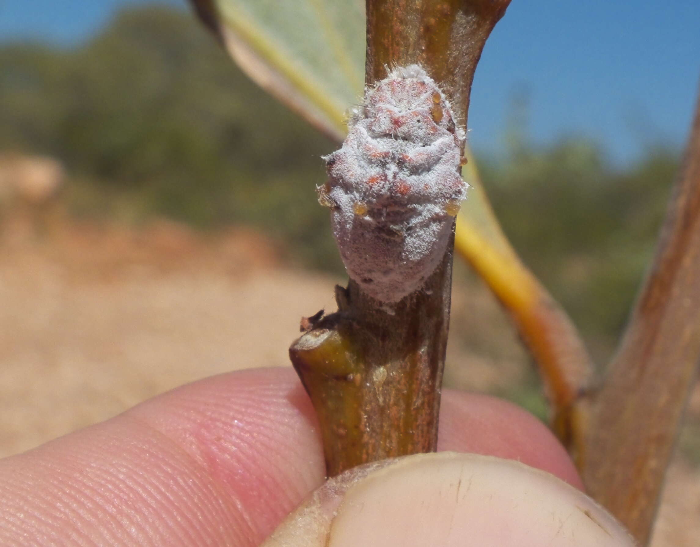 Image of Scales and Mealybugs