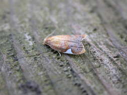 Image of flat white-spotted leaf roller