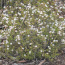 Image de Euryomyrtus ramosissima subsp. ramosissima
