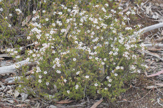 Image of Euryomyrtus ramosissima (A. Cunn.) Trudgen