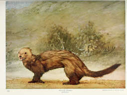 Image of Grisons, Honey Badger, Martens, Tayra, Weasels