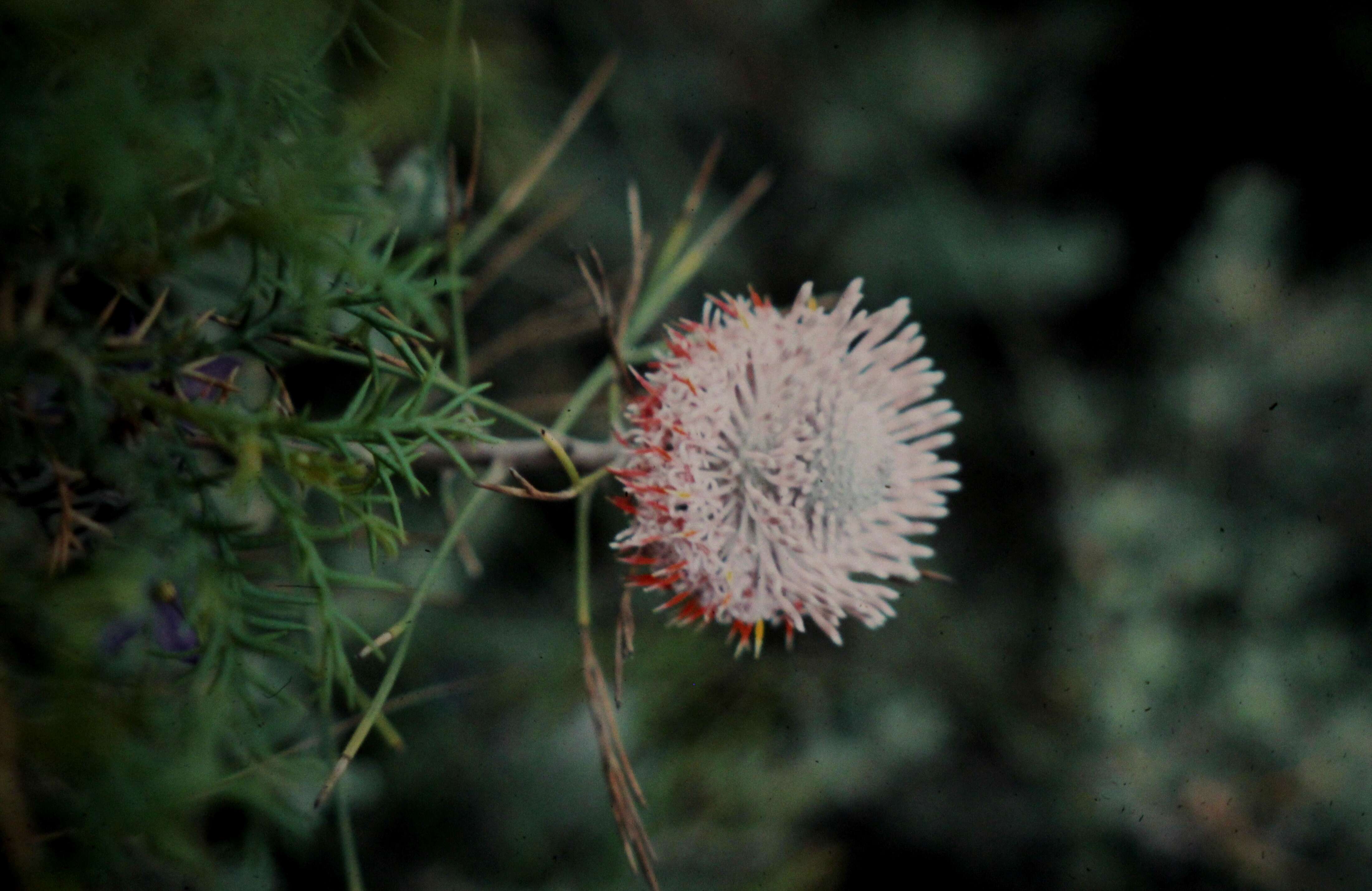 Image of cone flower
