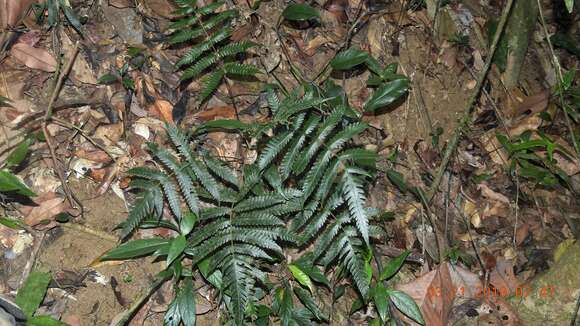 Слика од Steiropteris polypodioides (Raddi) Salino & T. E. Almeida