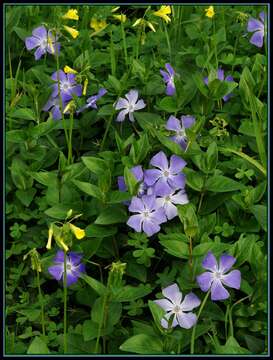 Image of Common Periwinkle