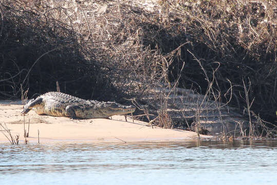 Image of Crocodylus