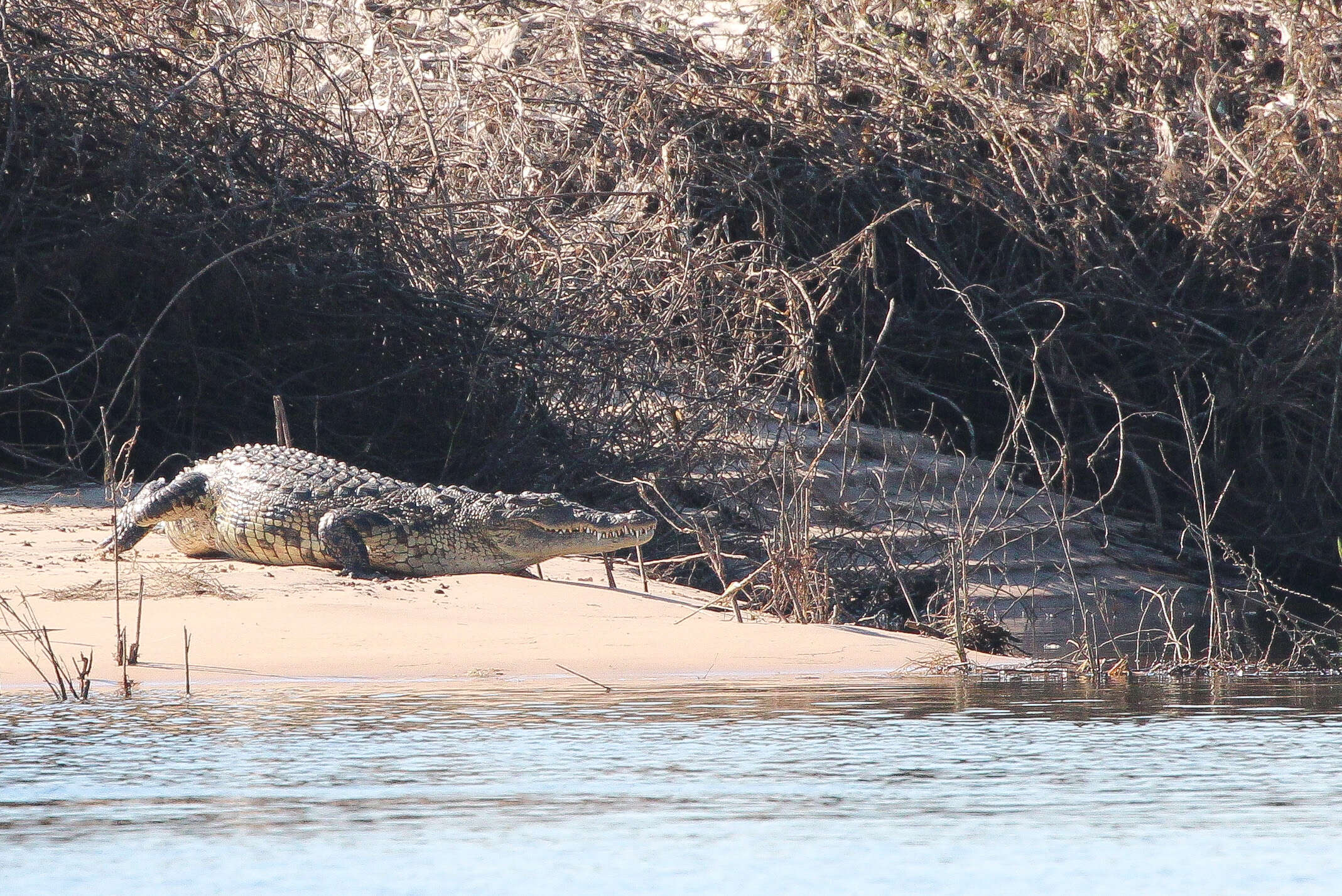 Image of crocodiles