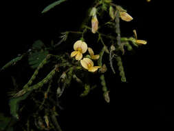 Image of Aeschynomene ciliata Vogel