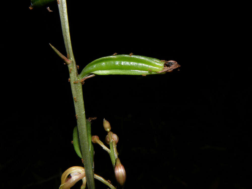 Sivun Oeceoclades maculata (Lindl.) Lindl. kuva