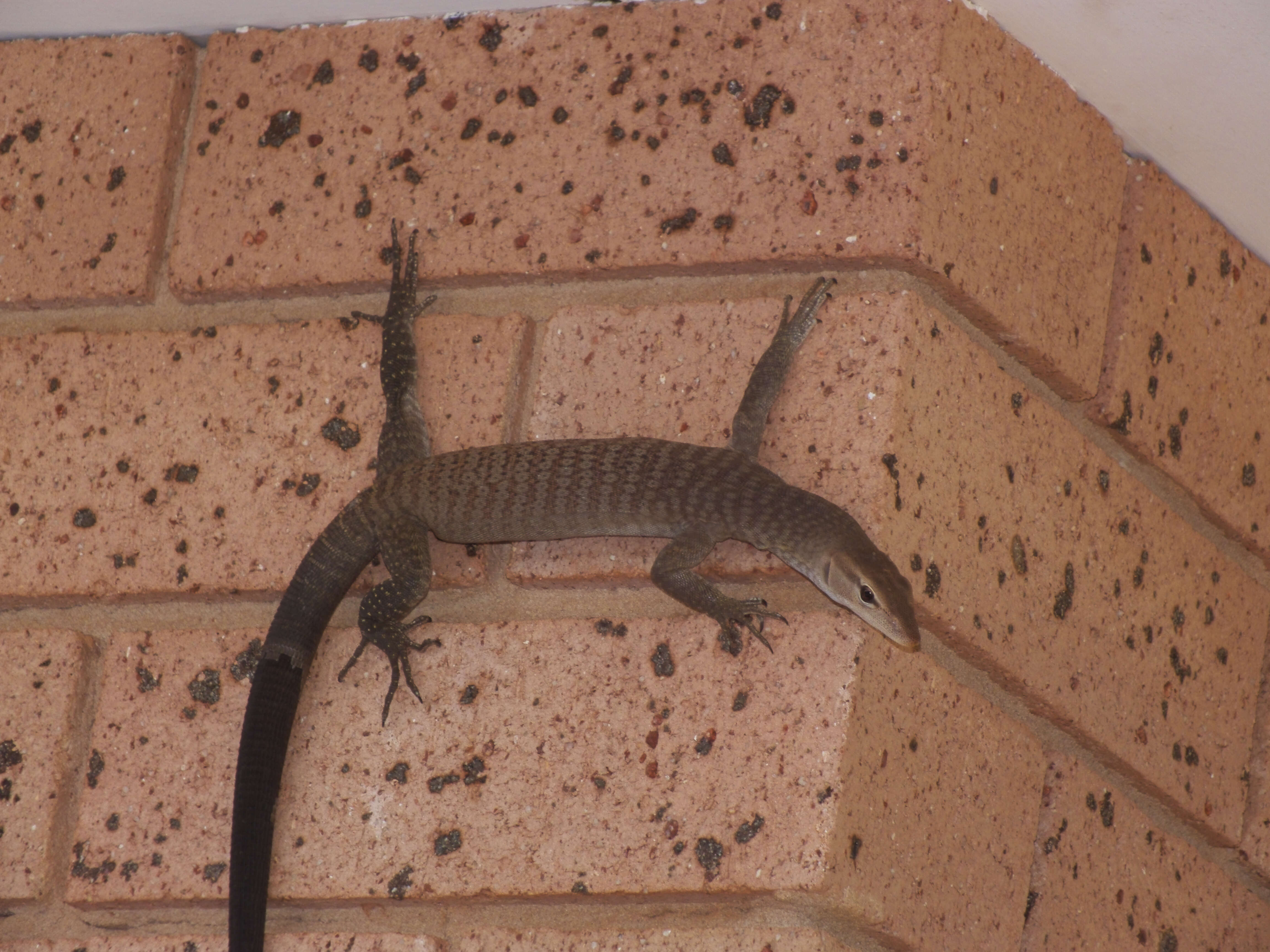 Image of monitor lizards