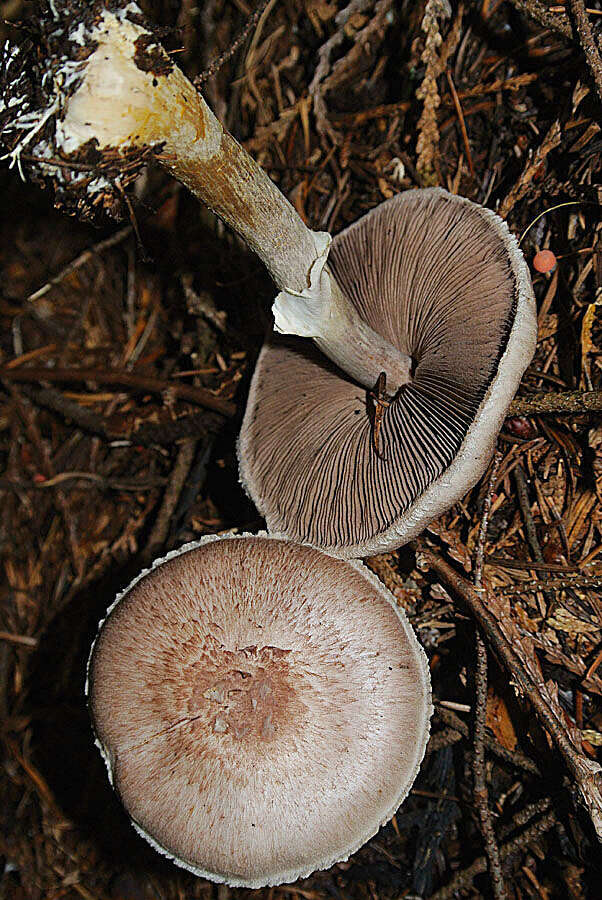 Image of Agaricus subrutilescens (Kauffman) Hotson & D. E. Stuntz 1938