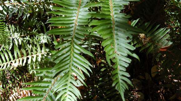 Слика од Polystichum munitum (Kaulf.) C. Presl