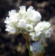 صورة Armeria alliacea (Cav.) Hoffmanns. & Link