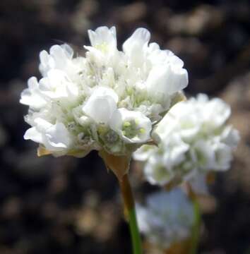 Image of Armeria alliacea (Cav.) Hoffmanns. & Link