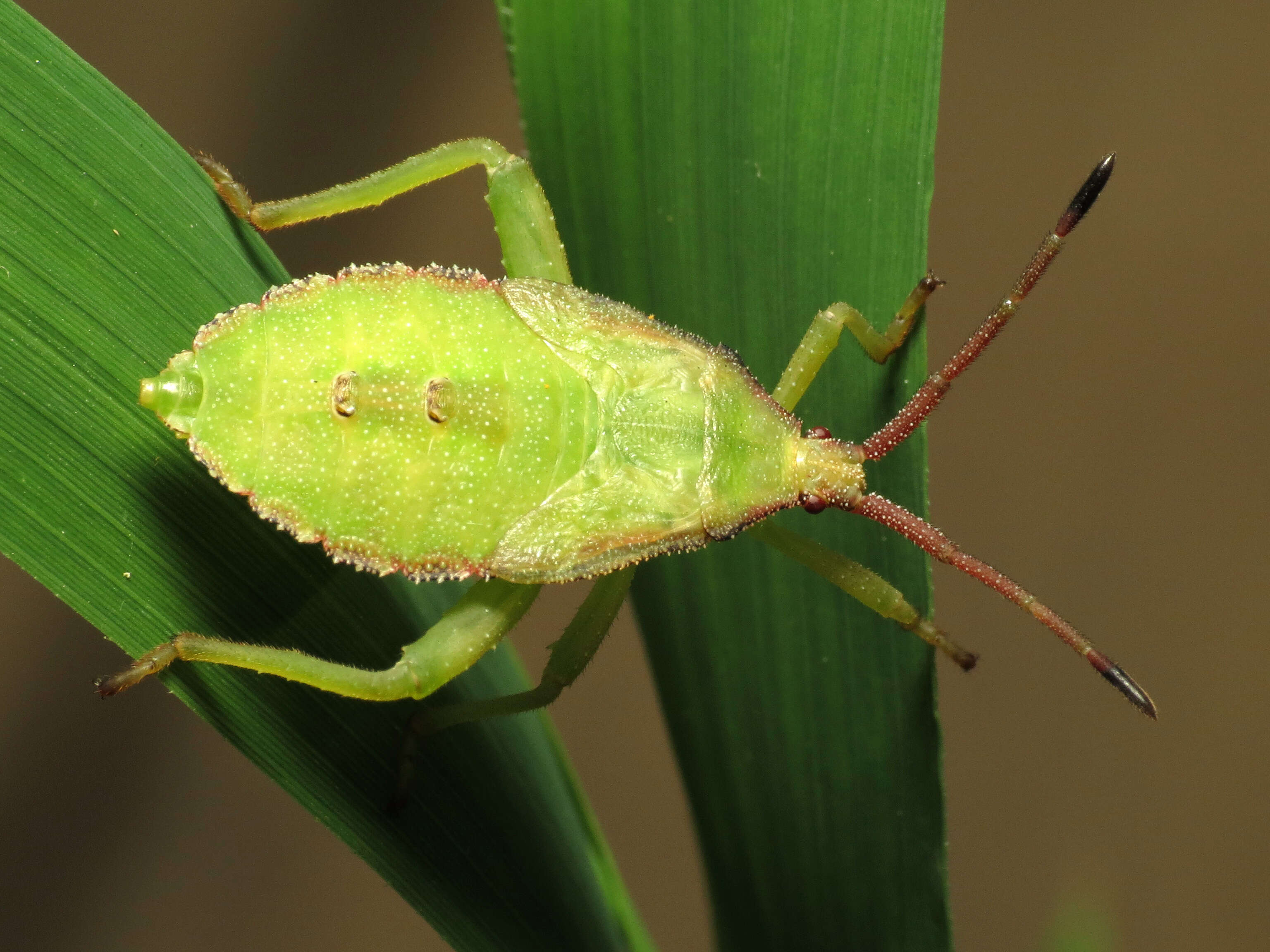 Image of Piezogaster