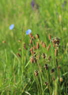 Image of plantain