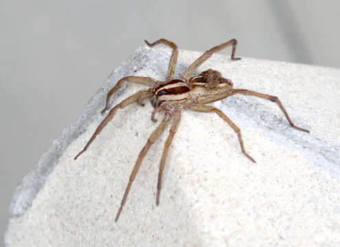 Image of wolf spiders