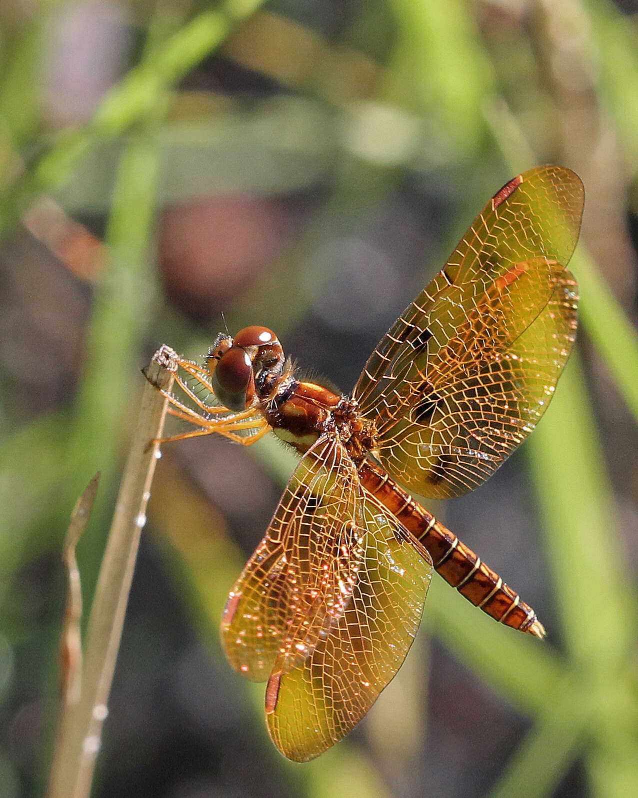 Image of Eastern Amberwing