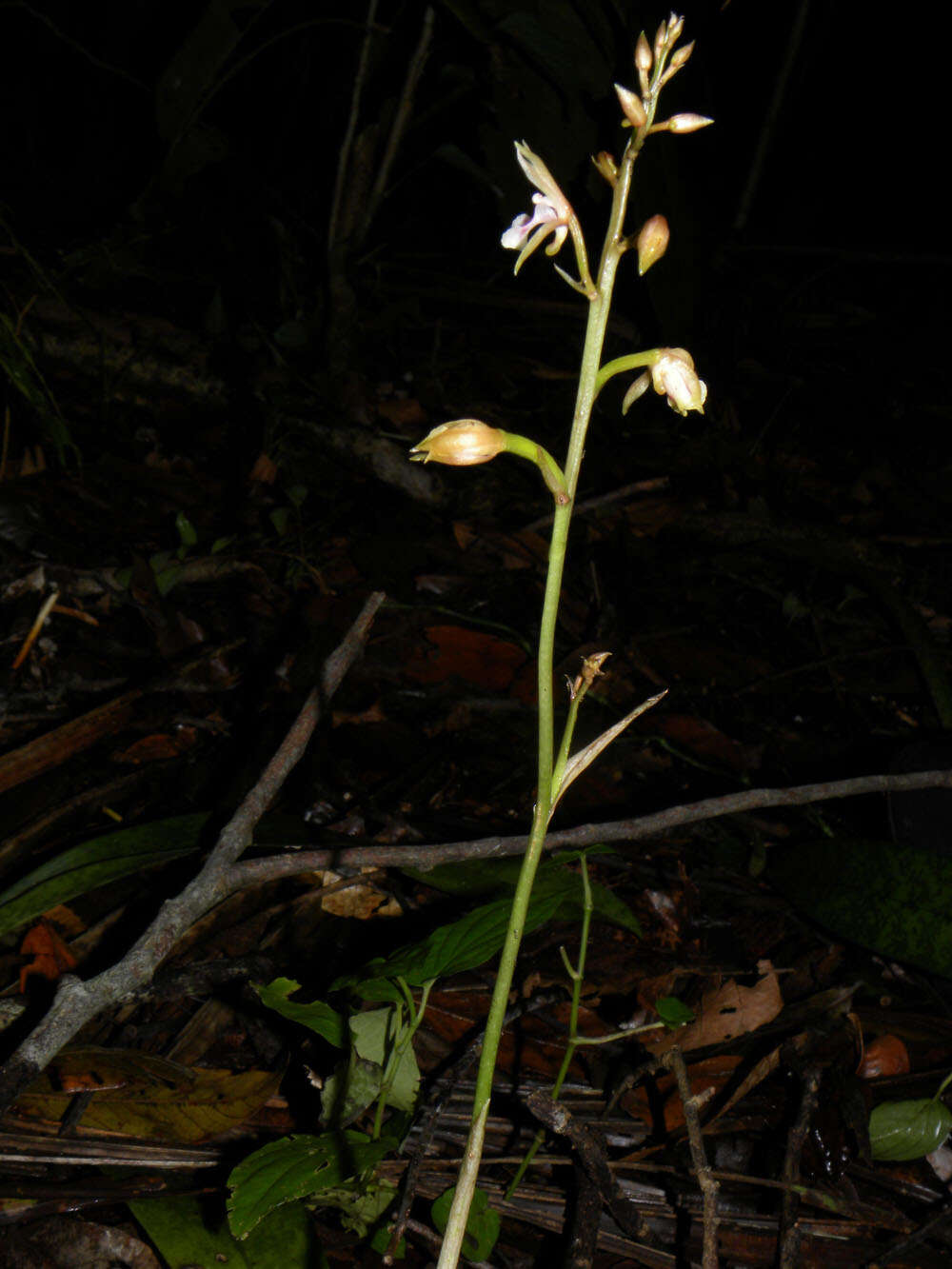 Sivun Oeceoclades maculata (Lindl.) Lindl. kuva