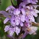 Image of Dactylorhiza saccifera (Brongn.) Soó