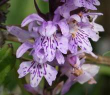 Image of Dactylorhiza saccifera (Brongn.) Soó