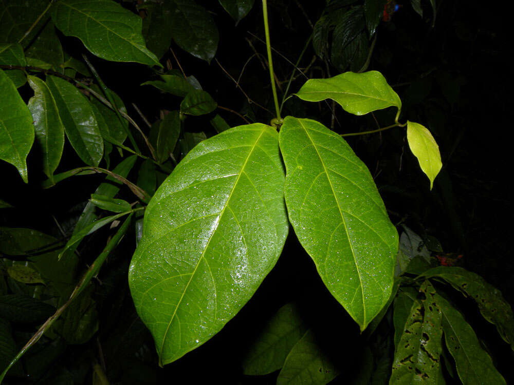 Image of Prestonia longifolia (Sessé & Moç.) J. F. Morales