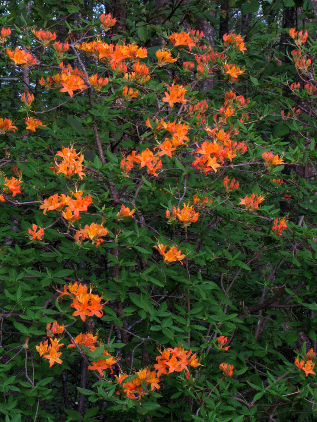 صورة Rhododendron calendulaceum (Michx.) Torr.