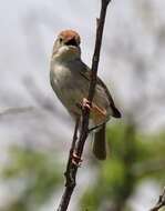 Imagem de Cisticola fulvicapilla (Vieillot 1817)