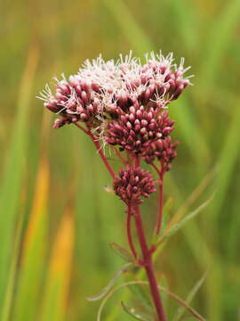 Image of hemp agrimony