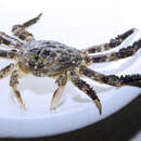 Image of scaly rock crab