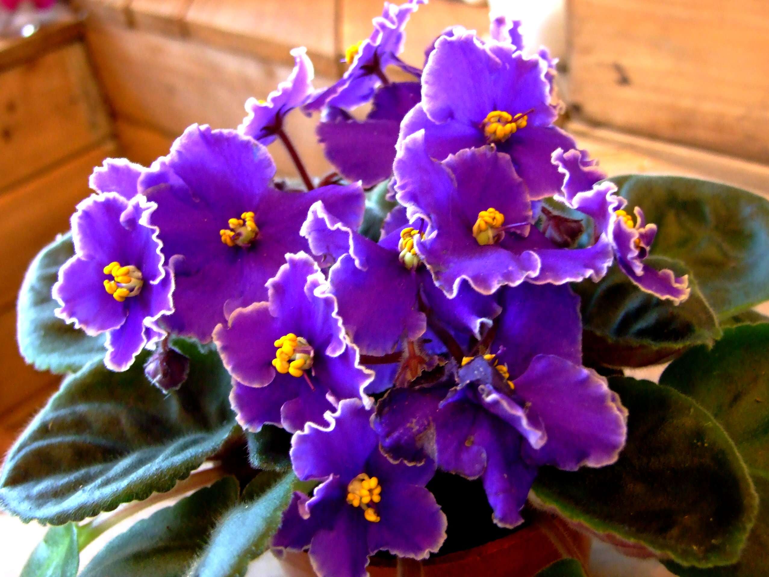 Image of African violet