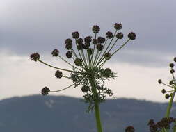 Imagem de Lomatium multifidum (Nutt.) R. P. Mc Neill & Darrach