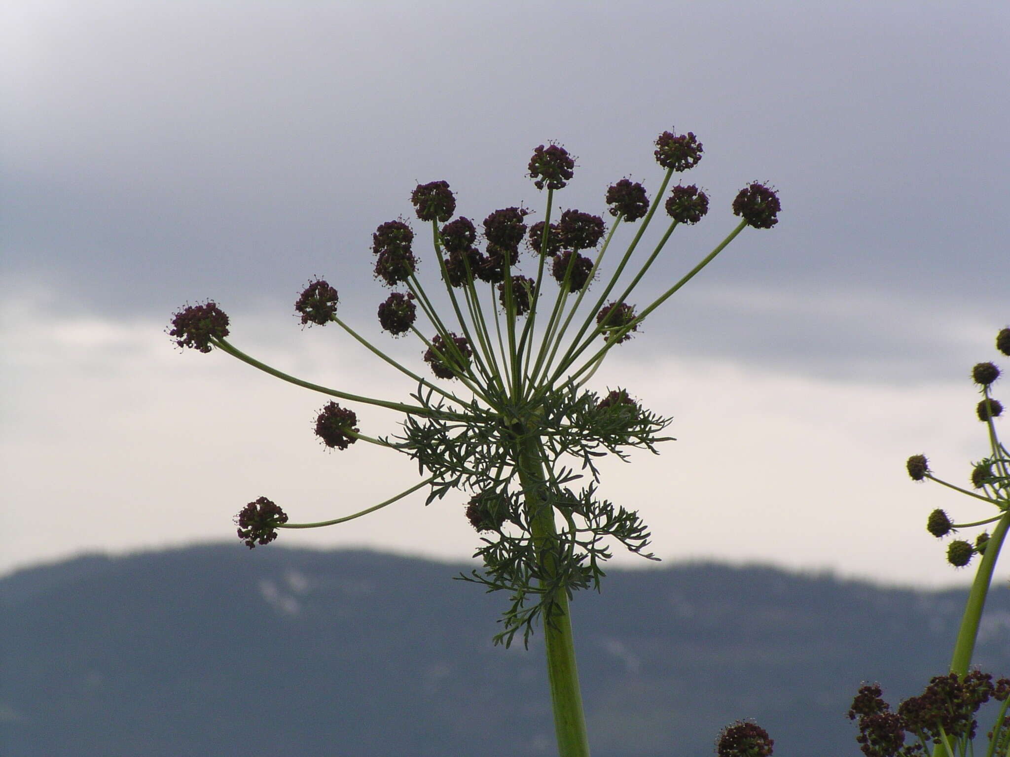 Lomatium multifidum (Nutt.) R. P. Mc Neill & Darrach resmi