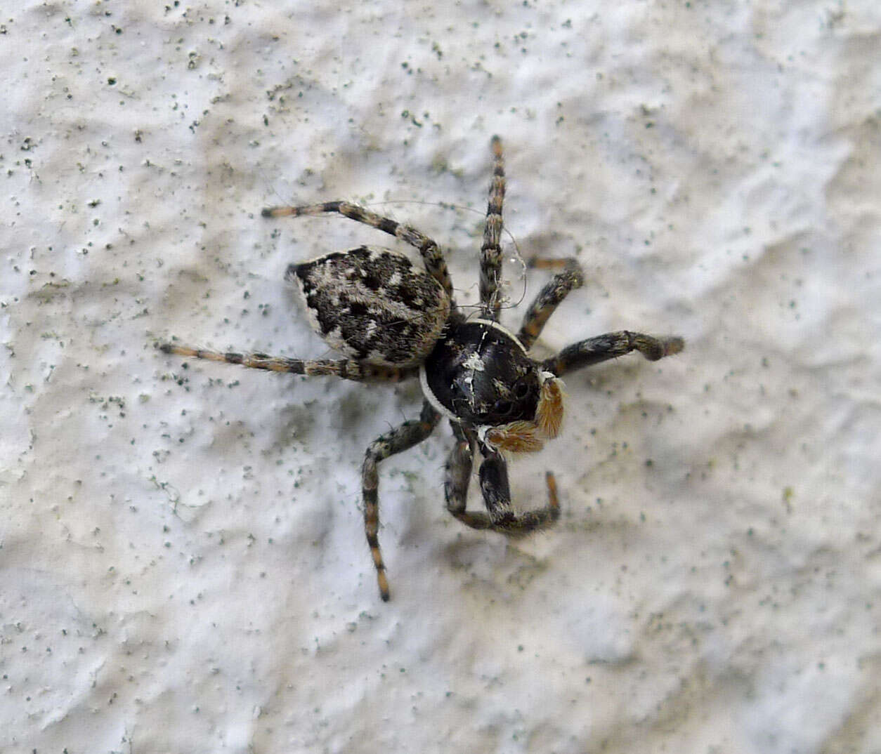 Image of Jumping spider