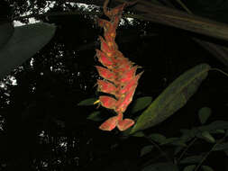 Image of Heliconia pogonantha Cufod.