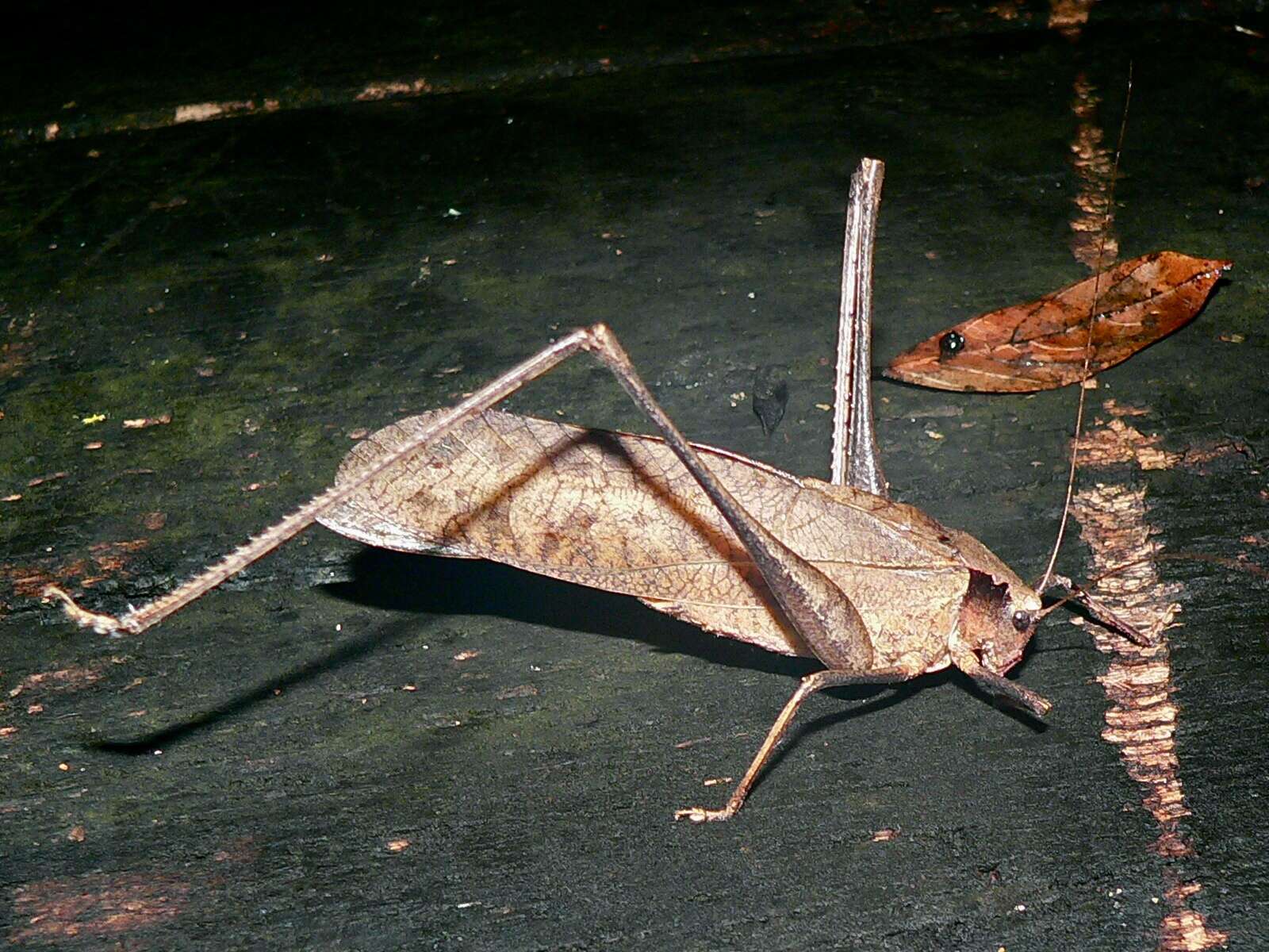 Image of Mecopoda elongata (Linnaeus 1758)