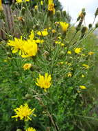 Image of smooth hawkweed