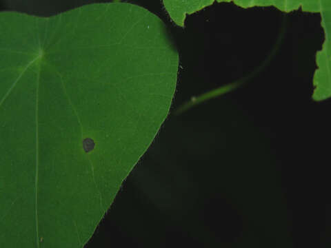 Image of Cissampelos tropaeolifolia DC.