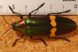 Image of metallic wood-boring beetle