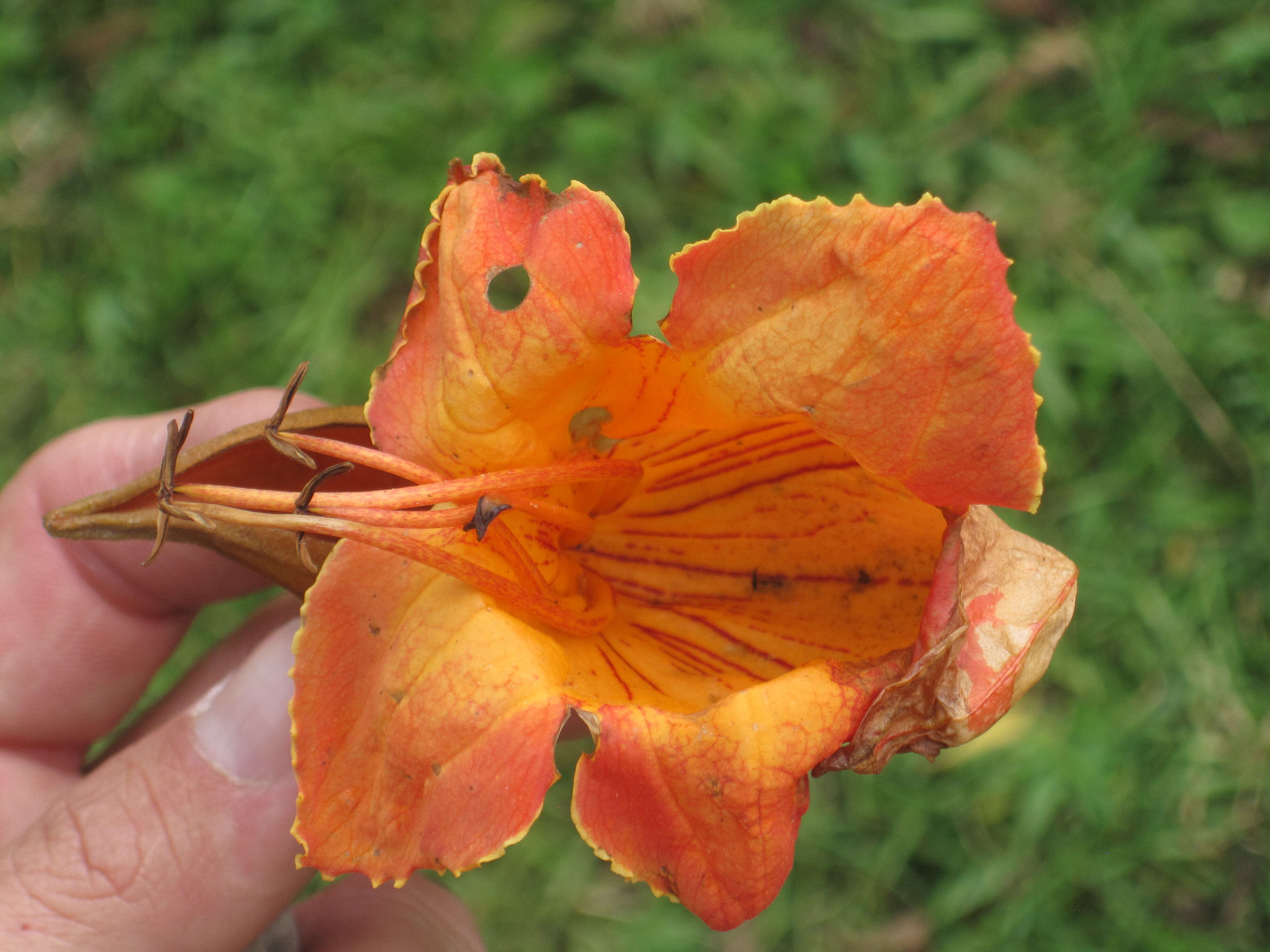 Image of African tulip tree