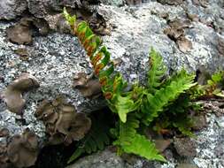 Image of polypody