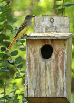 Image of Great Crested Flycatcher