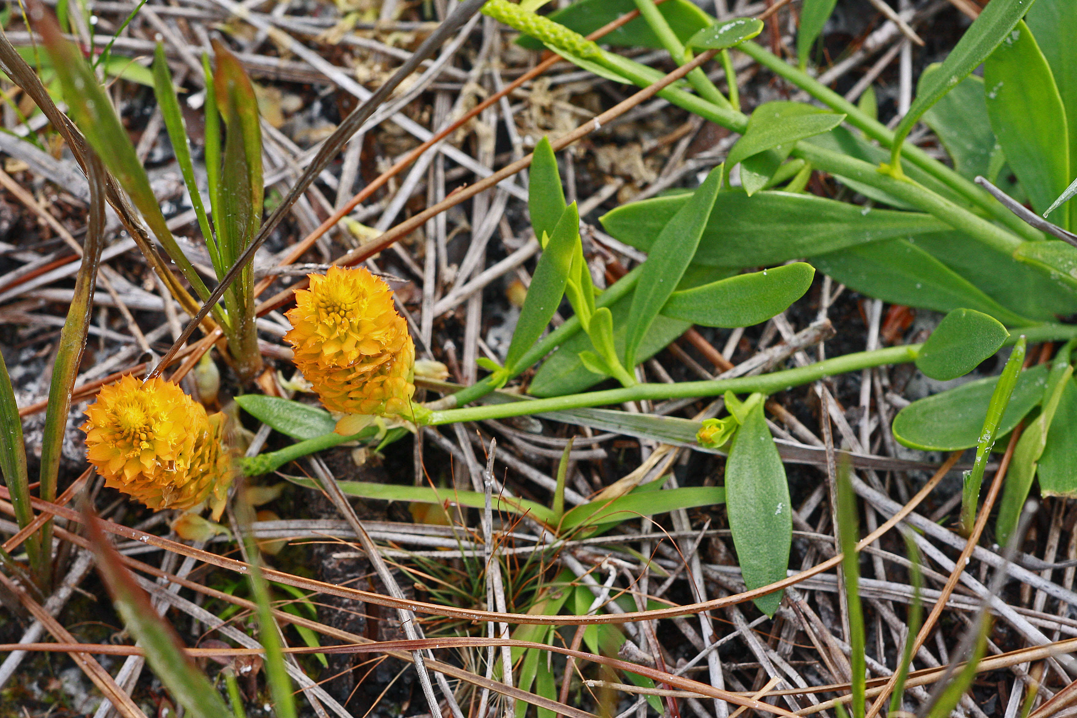 Sivun Polygala lutea L. kuva