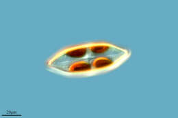 Image of Neidium Pfitzer 1871