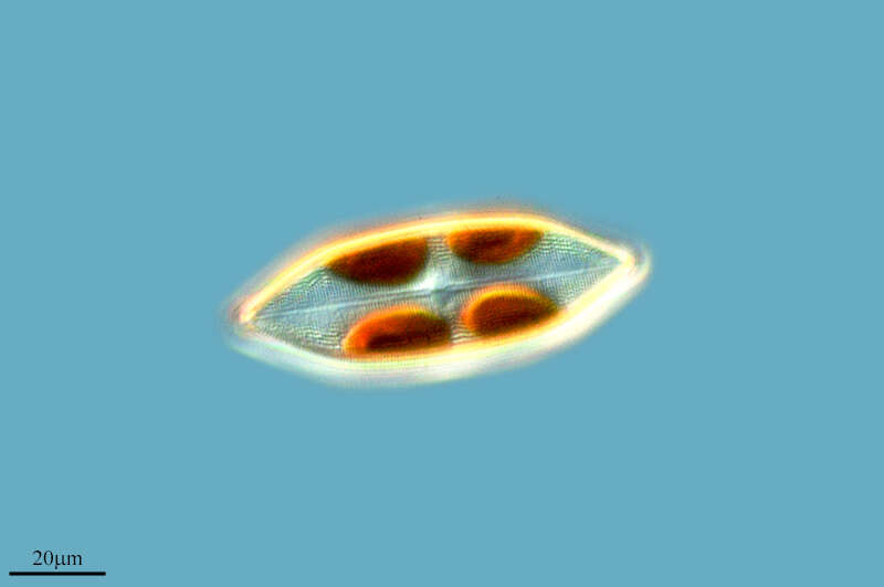 Image of Neidium iridis