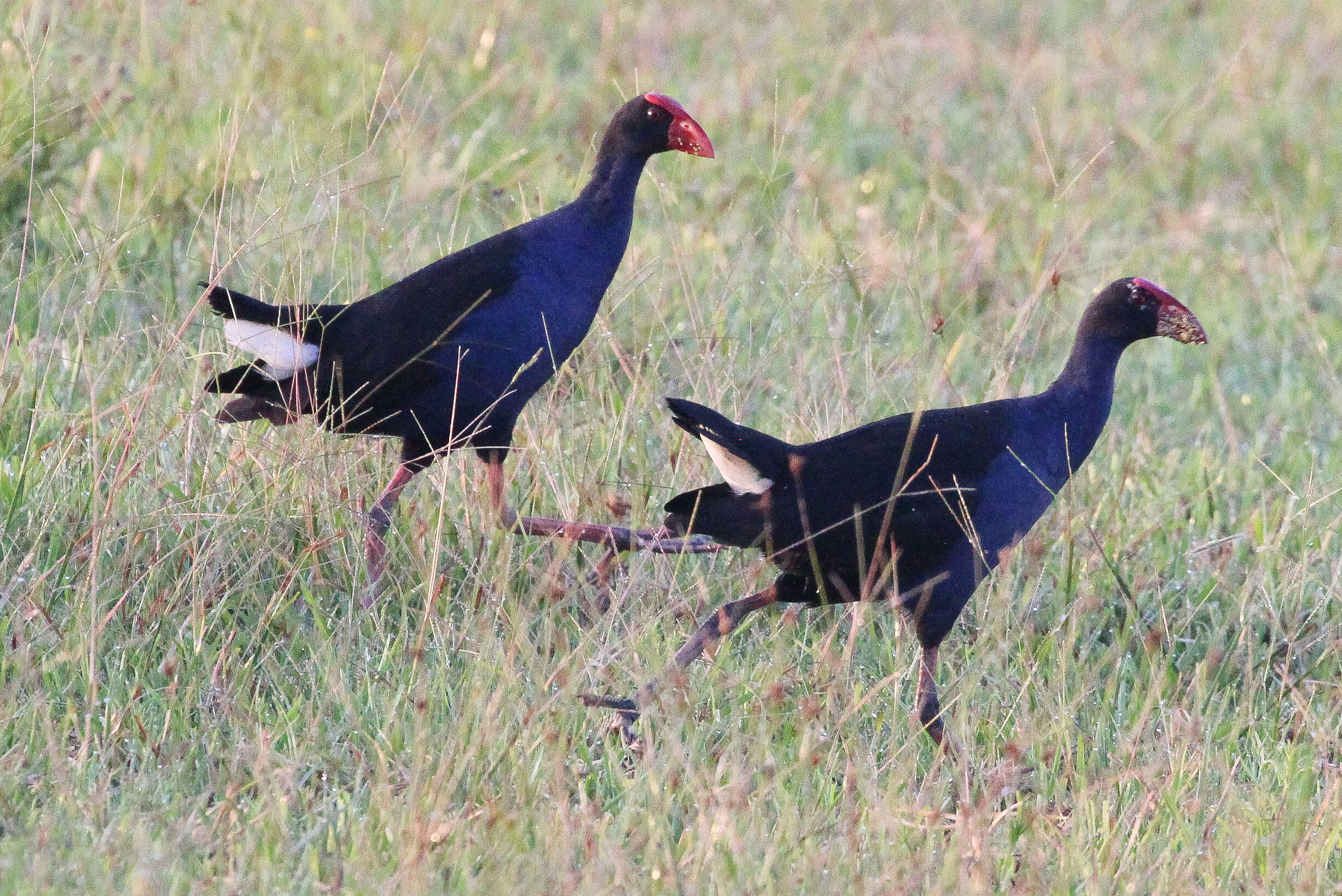 Image of Swamphen